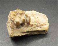 FOSSIL HORSE TOOTH