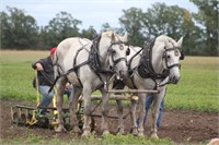 Percheron Gelding 17 year old Grey