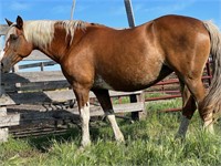 Belgian/Qtr Horse Xbred Mare 14 year old Bay