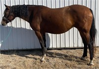 Belgian/Qtr Horse Xbred Mare 5 year old Bay