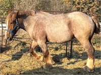 Brabant Mare 4 year old Red Roan - Reg