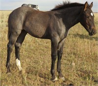Draft Xbred Filly weanling Blue Roan