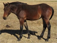 Draft Xbred Filly weanling Bay Roan