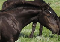 Draft Xbred Filly weanling Black
