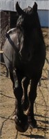 Percheron Stallion 6 year old Black