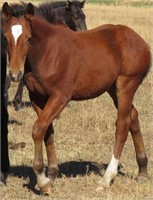 Draft Xbred Filly weanling Bay