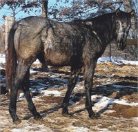 Percheron/Qtr Horse Xbred Filly yearling Bl Roan