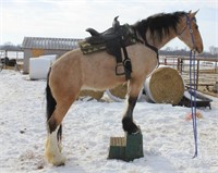 Clydesdale/Qtr Horse Xbred Mare 4 yr old Buckskin