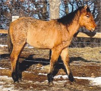 Percheron/Qtr Horse Xbred Filly yearling Bay Roan