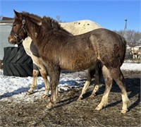 Belg/Haflinger/Qtr Horse Xbred Stallion yrlg Roan