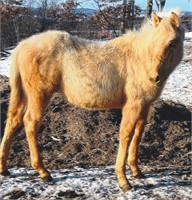 Percheron/Qtr Horse Xbred Stallion yrlg Palomino