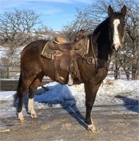 Draft/Qtr Horse Xbred Gelding 14 year old Bay