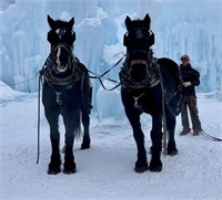 Percheron Gelding 15 year old Black