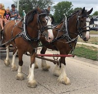Clydesdale Gelding 7 year old