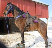 Perch/Qtr Horse Xbred Gelding 3 yr old Bay Roan