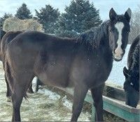 Percheron/Qtr Horse Xbred Stallion weanling Black