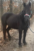 Percheron/Qtr Horse Xbred Mare 16 yr old Black