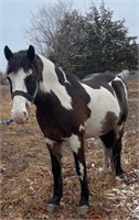 Perch/Qtr Horse Xbred Gelding 14 yr old Blk & Wht
