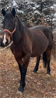 Percheron/Qtr Horse Xbred Mare 10 year old Bay