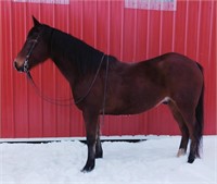 Percheron/Qtr Horse Xbred Gelding 7 year old Bay