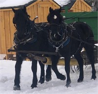 Percheron/Qtr Horse Xbred Mare 2 year old Black