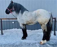 Percheron/Brabant Xbred Stallion 7 yr old Bl Roan