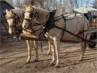 Qtr Horse Gelding 9 yr old cremello