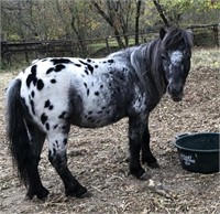 Mini Gelding 7 yr old Black Spotted Appy