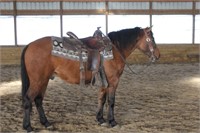 Qtr Pony Gelding 4 yr old Dun