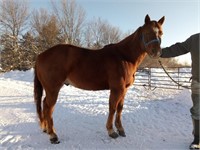 Pony Gelding 7 yr old Sorrel