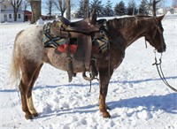 Pony Mare 6 yr old Strawberry Roan