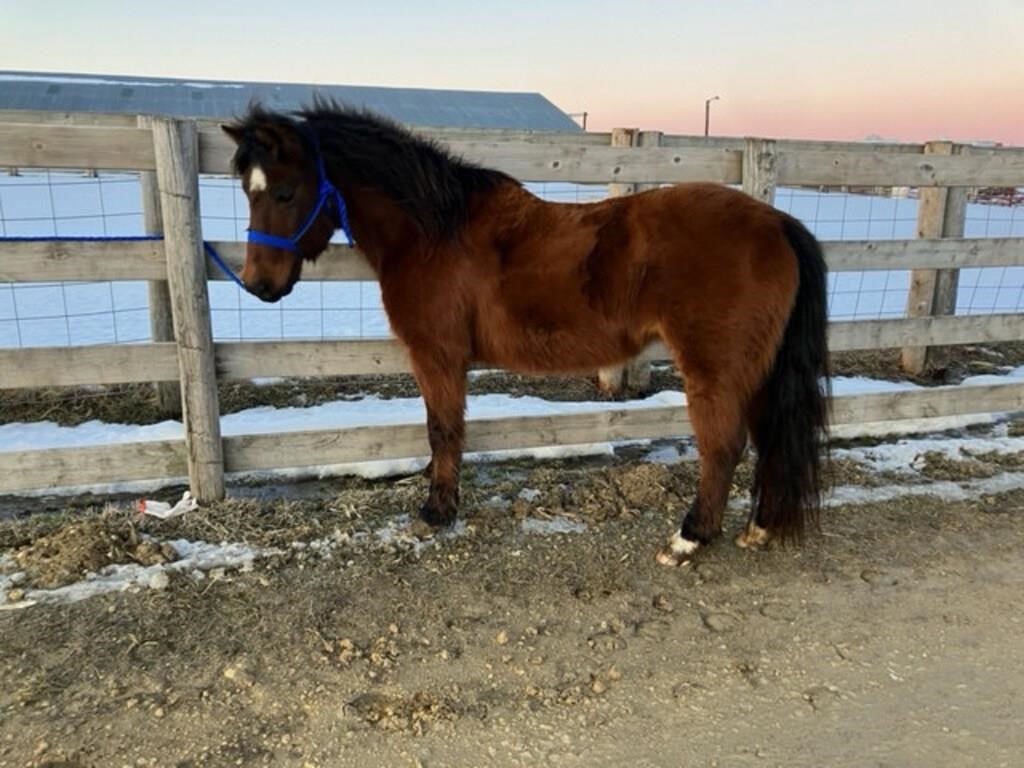 Spring 2023 Friday Horses