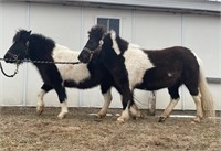 Pony Mare 2 yr old Black & White Paint