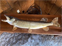 NORTHERN PIKE FULL MOUNT APPROX 38"