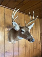 WHITE TAIL DEER HEAD MOUNT 8 POINT