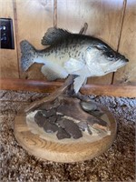 CRAPPIE MOUNT APPROX 14"