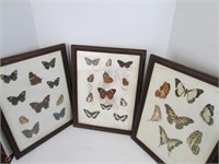Beautiful 3pc Framed Butterfly Photo Collection