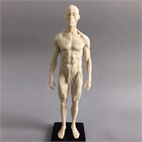 11inch Human Anatomical Model Art Mannequin