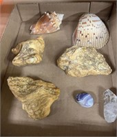 Flat with shells, an agate and a crystal