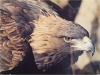 Eagle Geery Lamarre Wild Life Photographer Signed