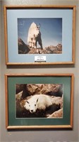 (2) Framed Mountain Goat Prints 21×17"