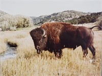 American Bison Framed Photo Buffalo