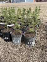 1230 - Colorado Blue Spruce (1 gal)