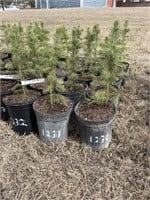 1233 - Colorado Blue Spruce (1 gal)