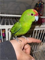 Small male red crowned parrot