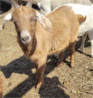Doe goat - 11 months