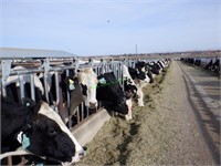 3 Holstein 3rd Lactation Fresh Cows: 1-50 DIM