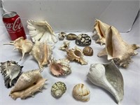 CONCH SNAIL SPINEY SPIDER SHELLS LOT