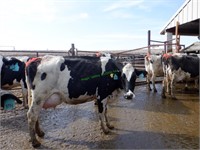 6 Holstein 4th+ Lactation Fresh Cows: 1-50 DIM