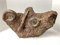 Large Ammonite and Orthoceras Fossil